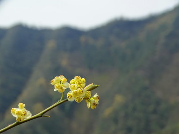 一枝花