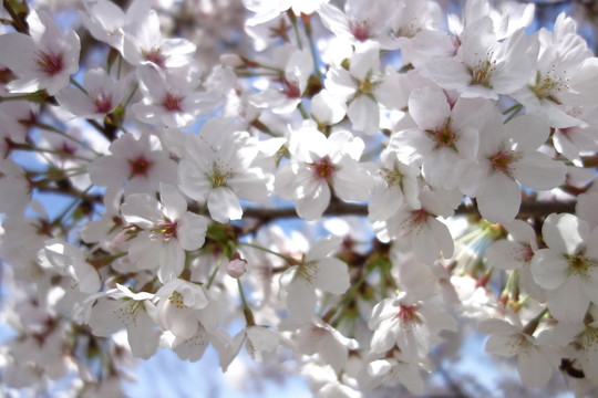 樱花特写