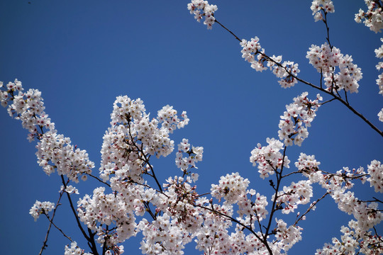 樱花特写