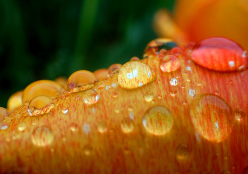 花卉露水