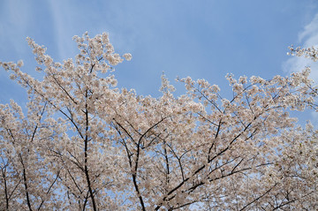 仰拍樱花