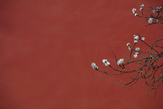 北京故宫红墙杏花