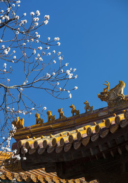 北京故宫坤宁宫杏花