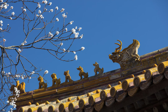 北京故宫坤宁宫杏花