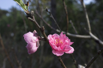 桃花