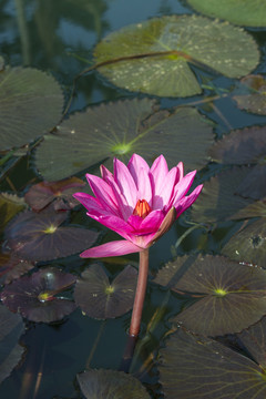 池中莲花