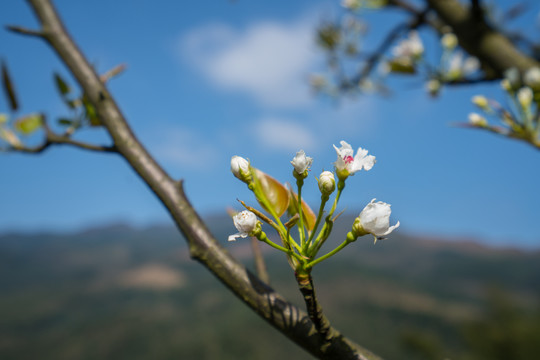 梨花