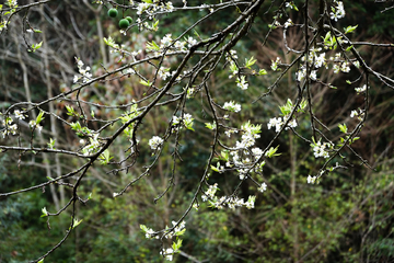 李树开花