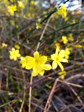 迎春花