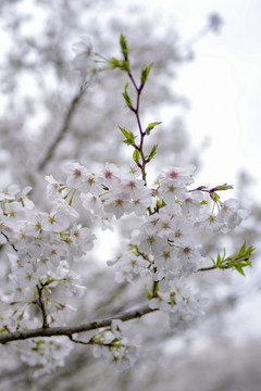 白色樱花