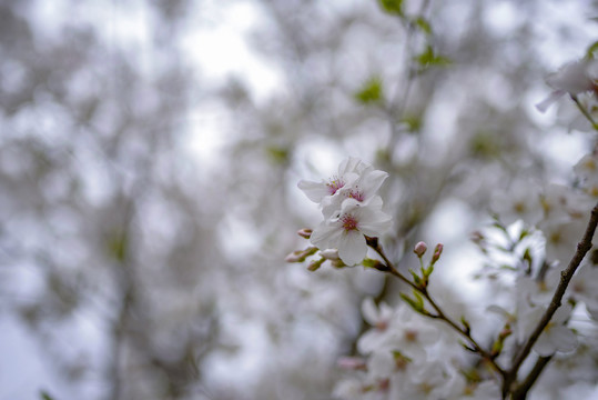 白色樱花