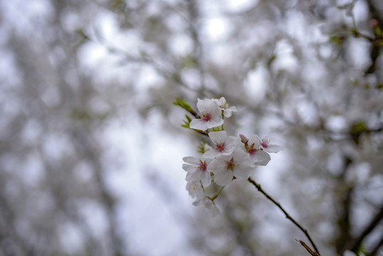 白色樱花