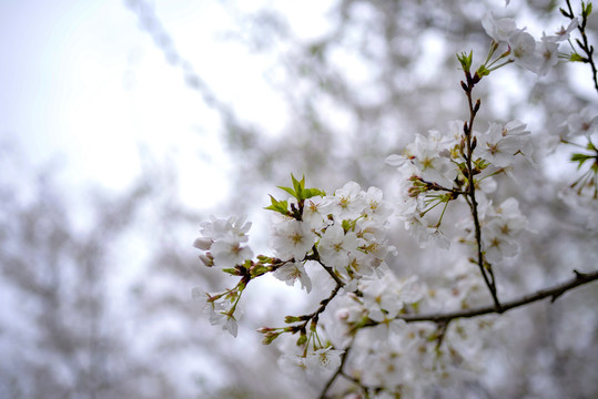 白色樱花