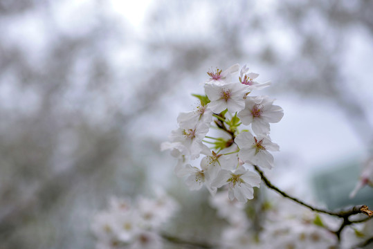 白色樱花