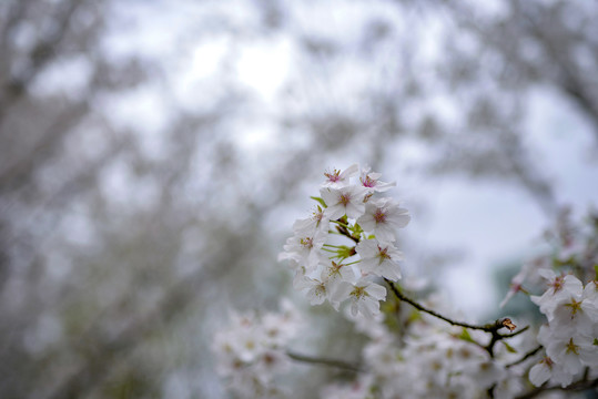 白色樱花