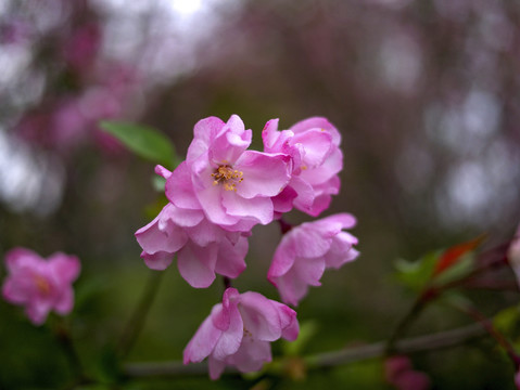 粉色樱花