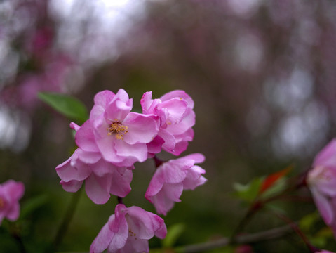 粉色樱花