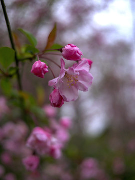 粉色樱花