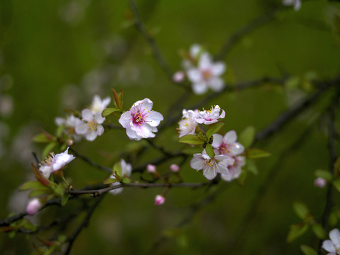 白色樱花