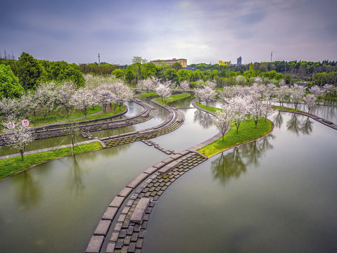 兰溪兰湖水池樱花