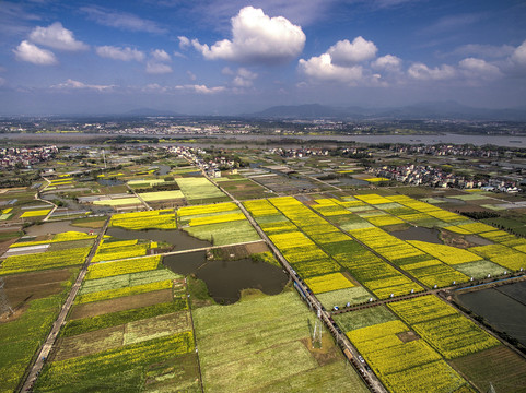 兰溪岩头村油菜花田航拍