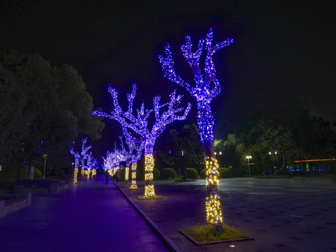 兰溪中洲公园树木彩灯夜景