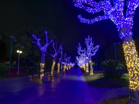 兰溪中洲公园树木彩灯夜景