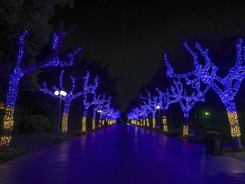 兰溪中洲公园树木彩灯夜景