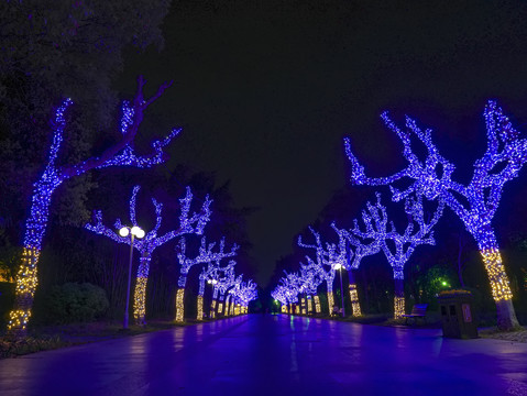 兰溪中洲公园树木彩灯夜景