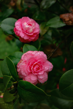 粉色山茶花