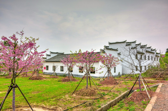 兰溪诸葛草堂樱花园明清古建筑