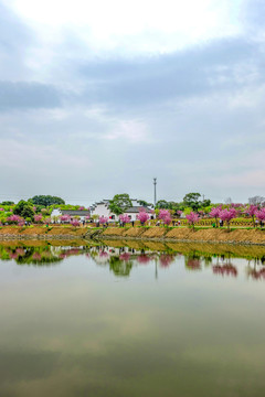 兰溪诸葛草堂樱花园