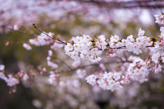 樱花