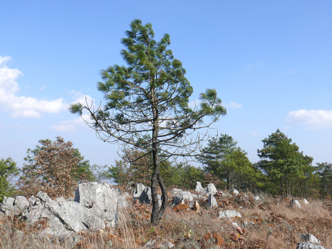 风景