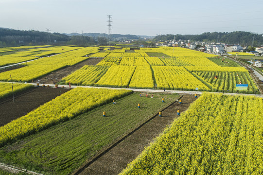 油菜花