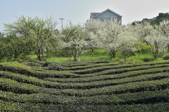 茶园春色