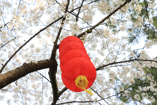 樱花与红灯笼