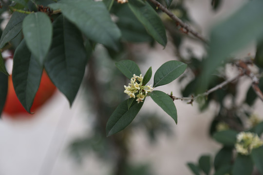 桂花树