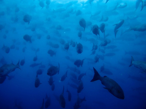 深海鱼群海底世界
