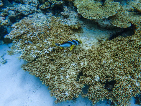 珊瑚上的斑马鱼