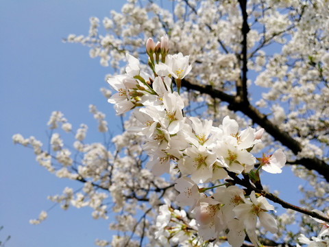 樱花