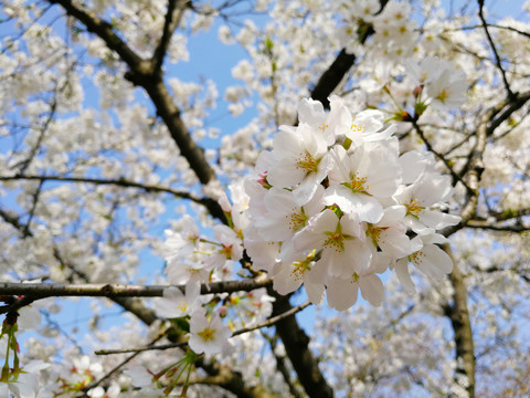 樱花