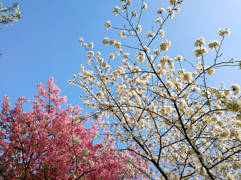 樱花