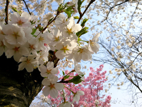 樱花