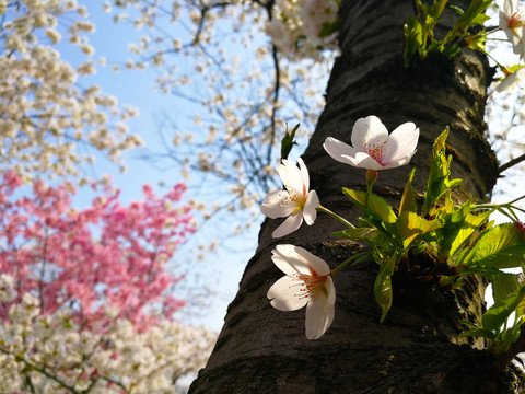 樱花