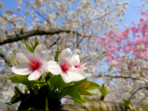 樱花