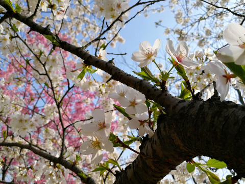 樱花