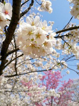 樱花