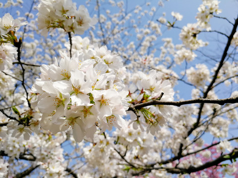 樱花