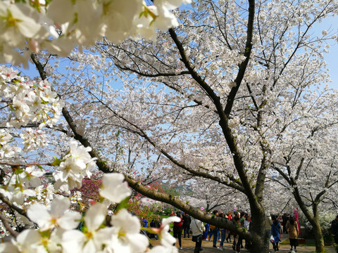 樱花